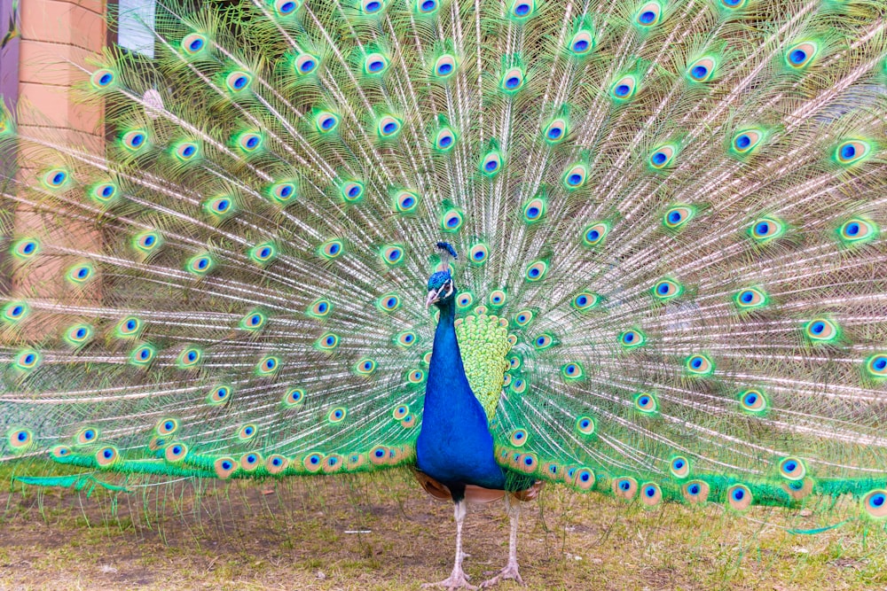 a peacock with its feathers spread