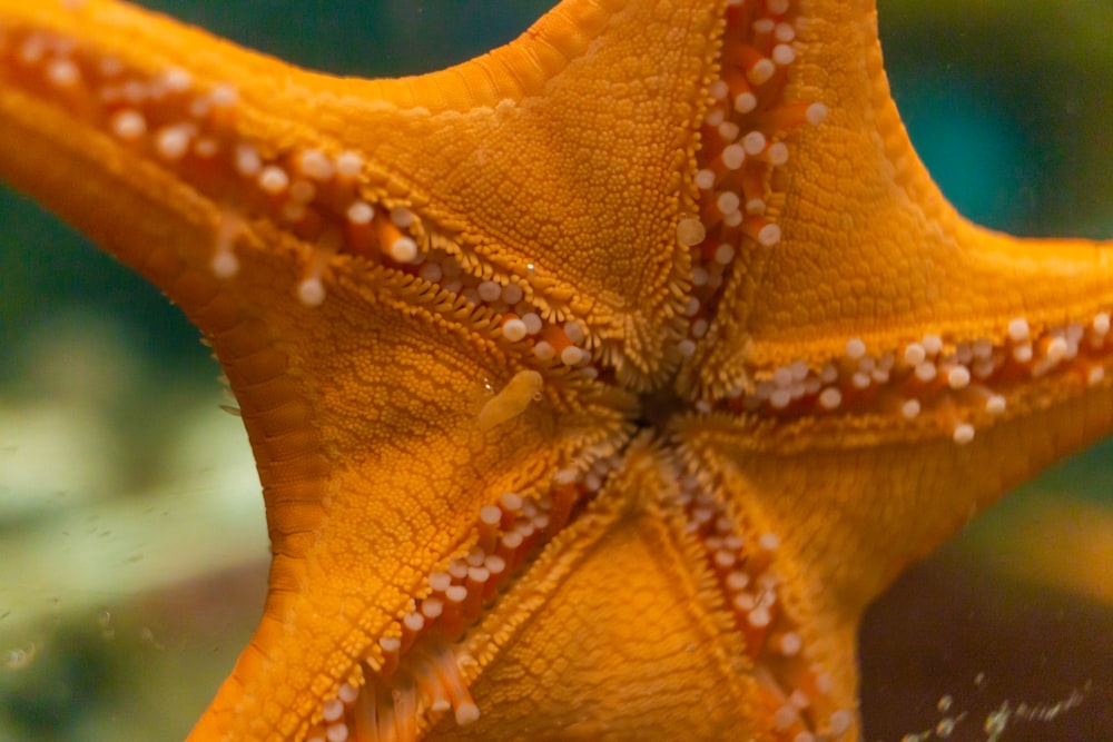 a close up of a brown leaf