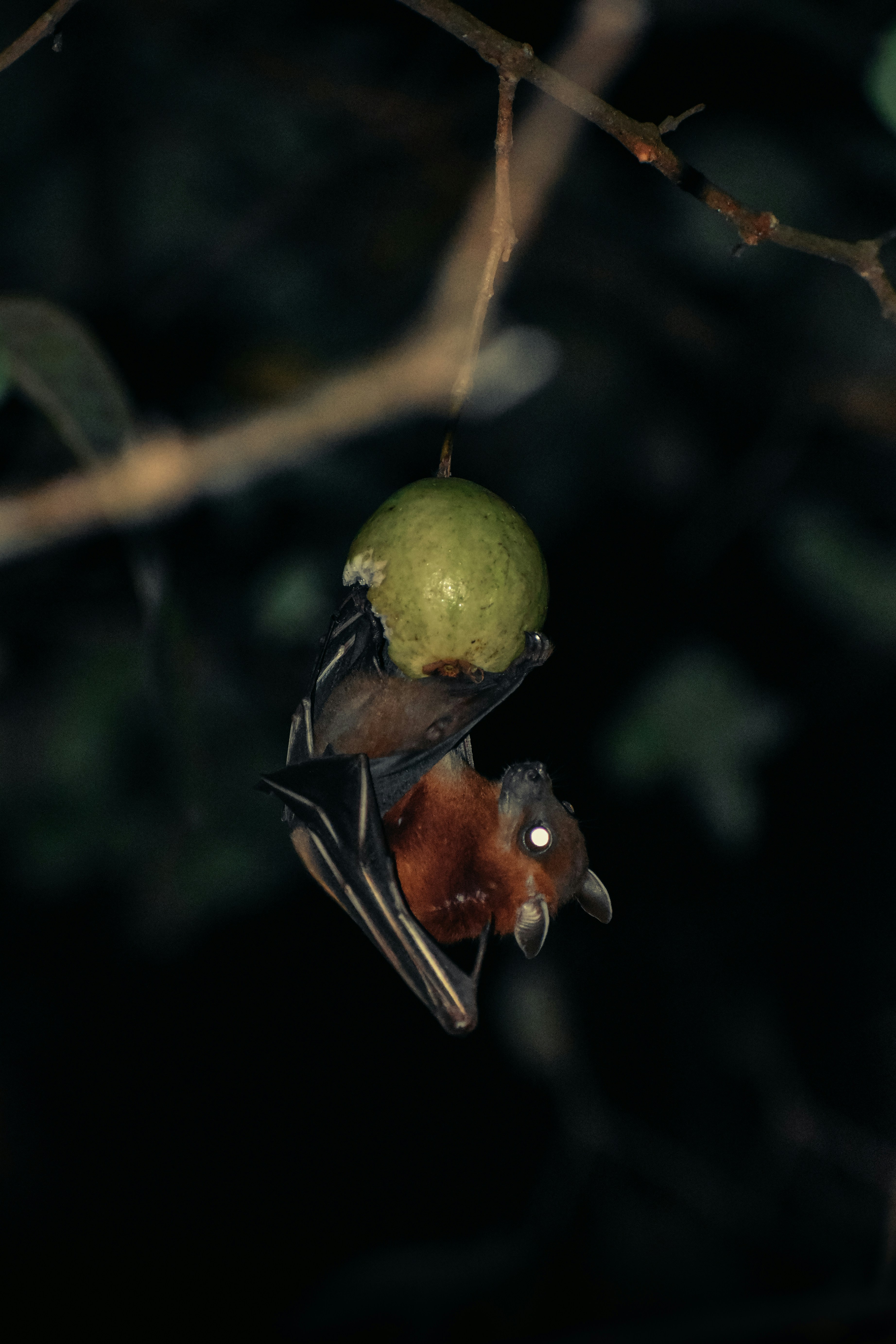 Vampire Bats: The Ultimate Blood Brothers (image credits: unsplash)
