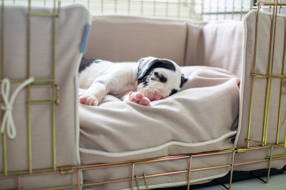 a dog lying on a bed