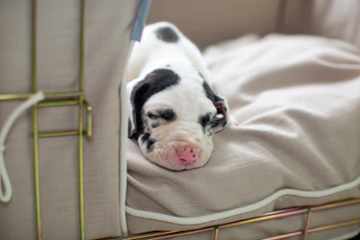 An adorable isabella-colored puppy resting peacefully on a cozy cushion.