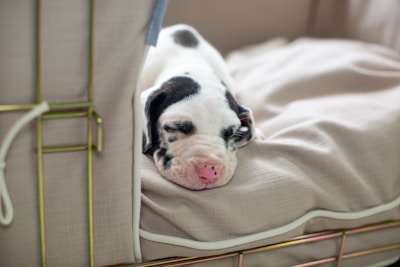 A spotted puppy with closed eyes is comfortably resting on a soft beige cushion inside a wire-framed enclosure. The dog's pink nose and black markings on its white fur are clearly visible, adding a cute appearance to its peaceful, sleeping posture.