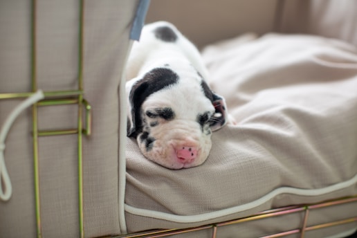 A spotted puppy with closed eyes is comfortably resting on a soft beige cushion inside a wire-framed enclosure. The dog's pink nose and black markings on its white fur are clearly visible, adding a cute appearance to its peaceful, sleeping posture.