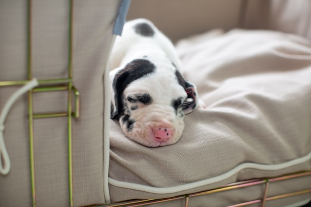 A spotted puppy with closed eyes is comfortably resting on a soft beige cushion inside a wire-framed enclosure. The dog's pink nose and black markings on its white fur are clearly visible, adding a cute appearance to its peaceful, sleeping posture.