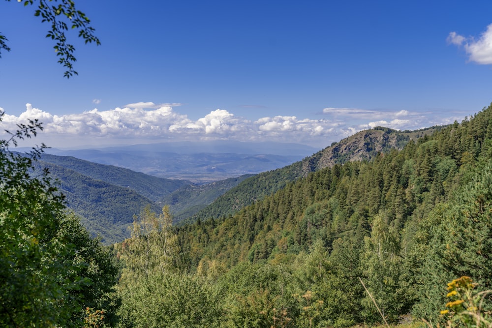 a landscape with trees and mountains in the background