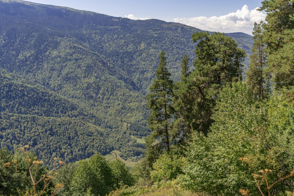 a forest in the mountains