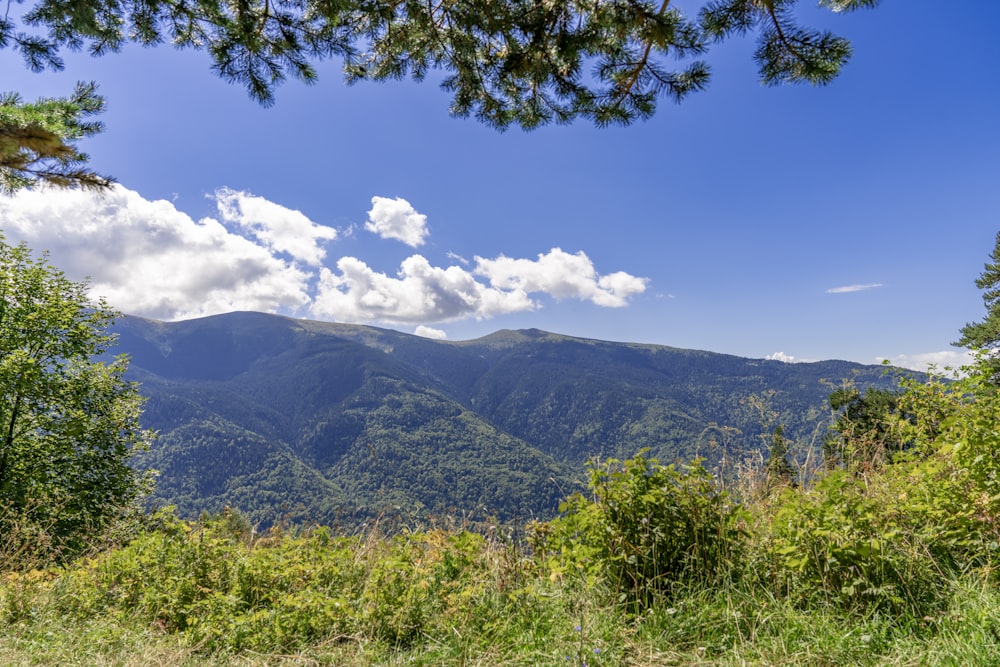 a view of a mountain range from a forest