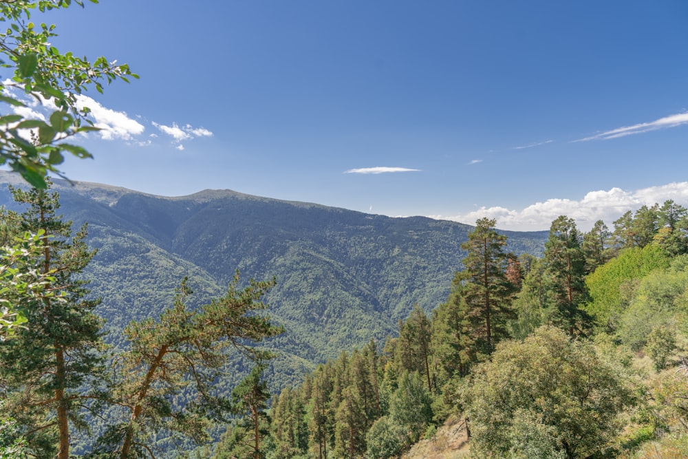 a landscape with trees and mountains in the background