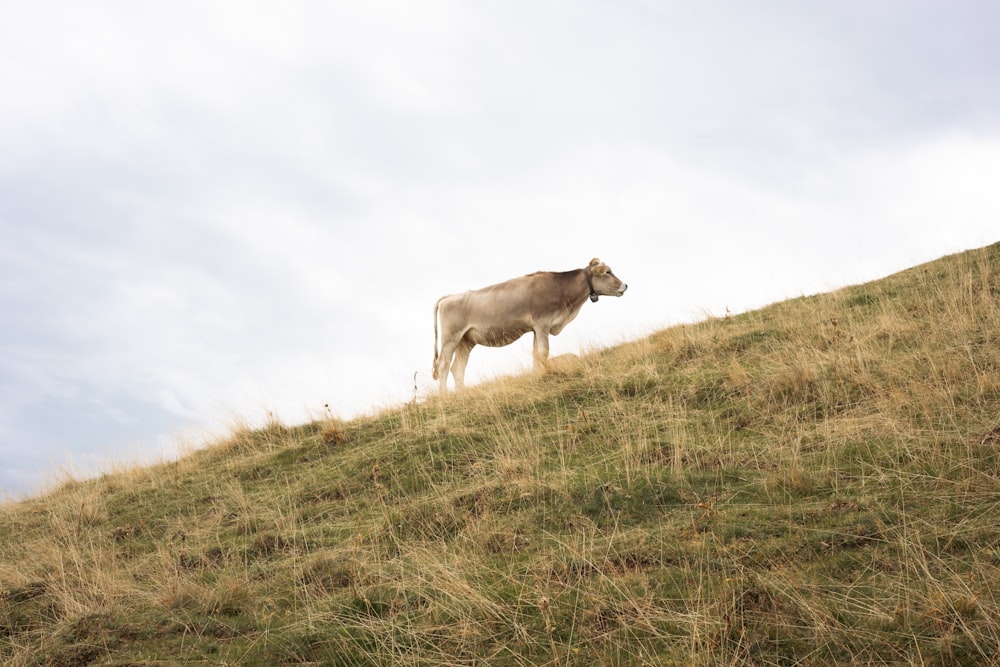una mucca in piedi su una collina