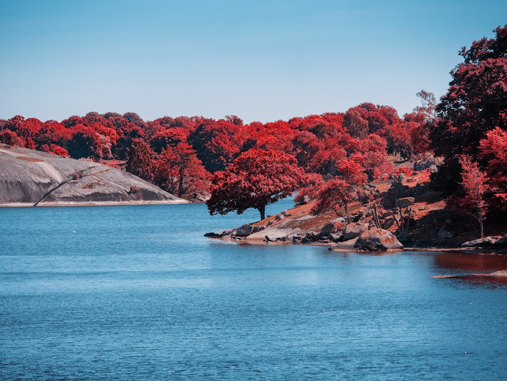 a body of water with trees on the side