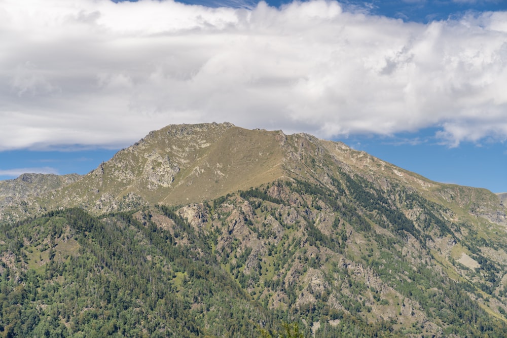 a mountain with trees on it