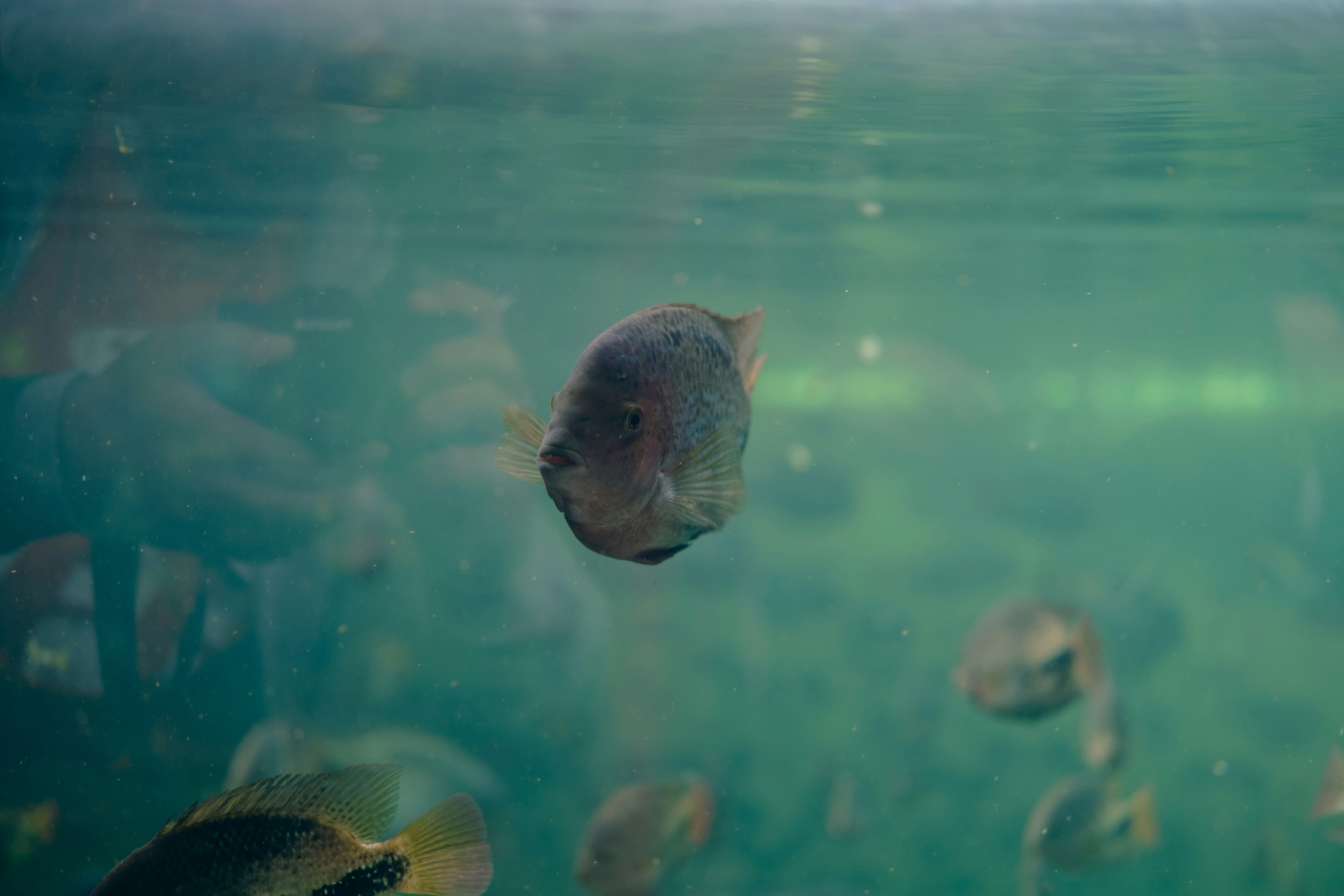 a group of fish swimming in water