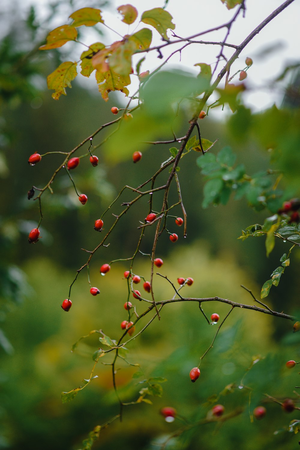 a tree with red berries