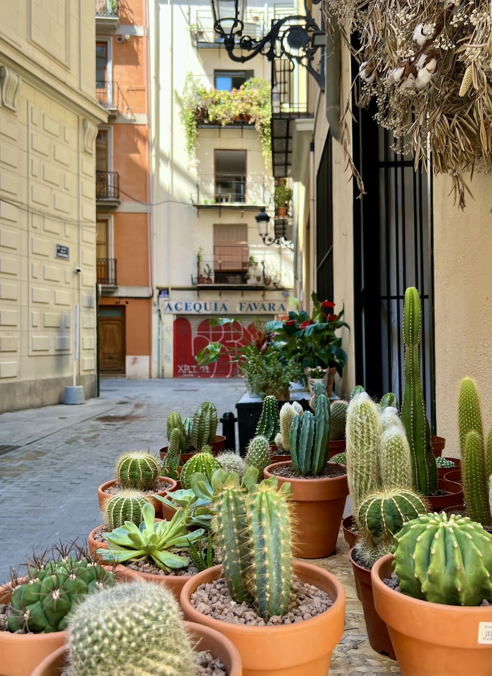 a group of cactus in pots outside a building