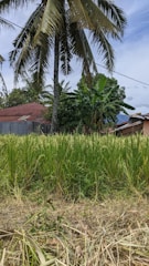 Tall coconut palm trees overshadow a lush green rice field with a mix of banana plants in the background. A corrugated metal-roofed house peeks from behind the vegetation, under a clear blue sky.