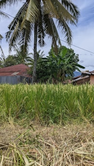 Tall coconut palm trees overshadow a lush green rice field with a mix of banana plants in the background. A corrugated metal-roofed house peeks from behind the vegetation, under a clear blue sky.