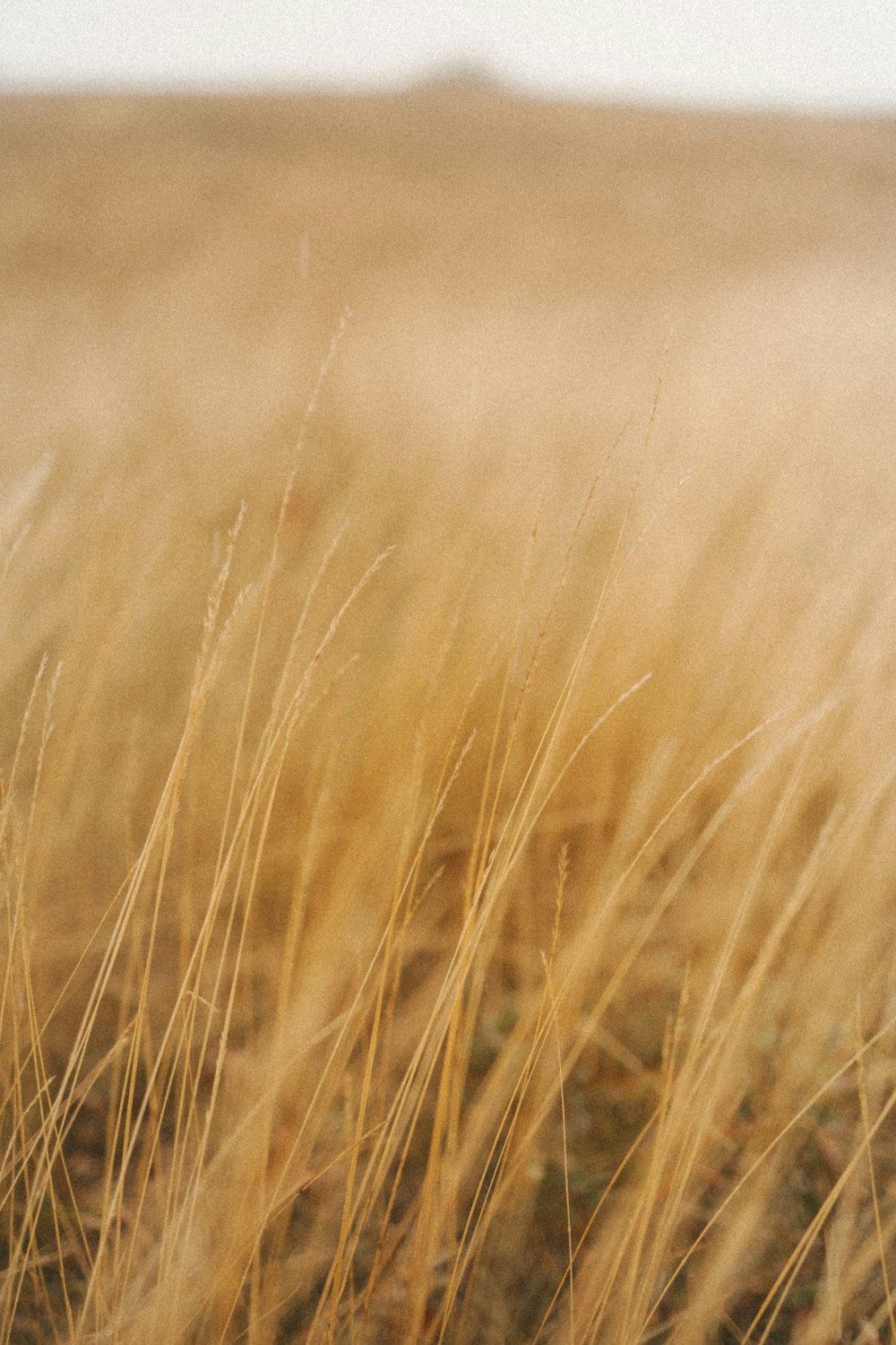 a close up of a field