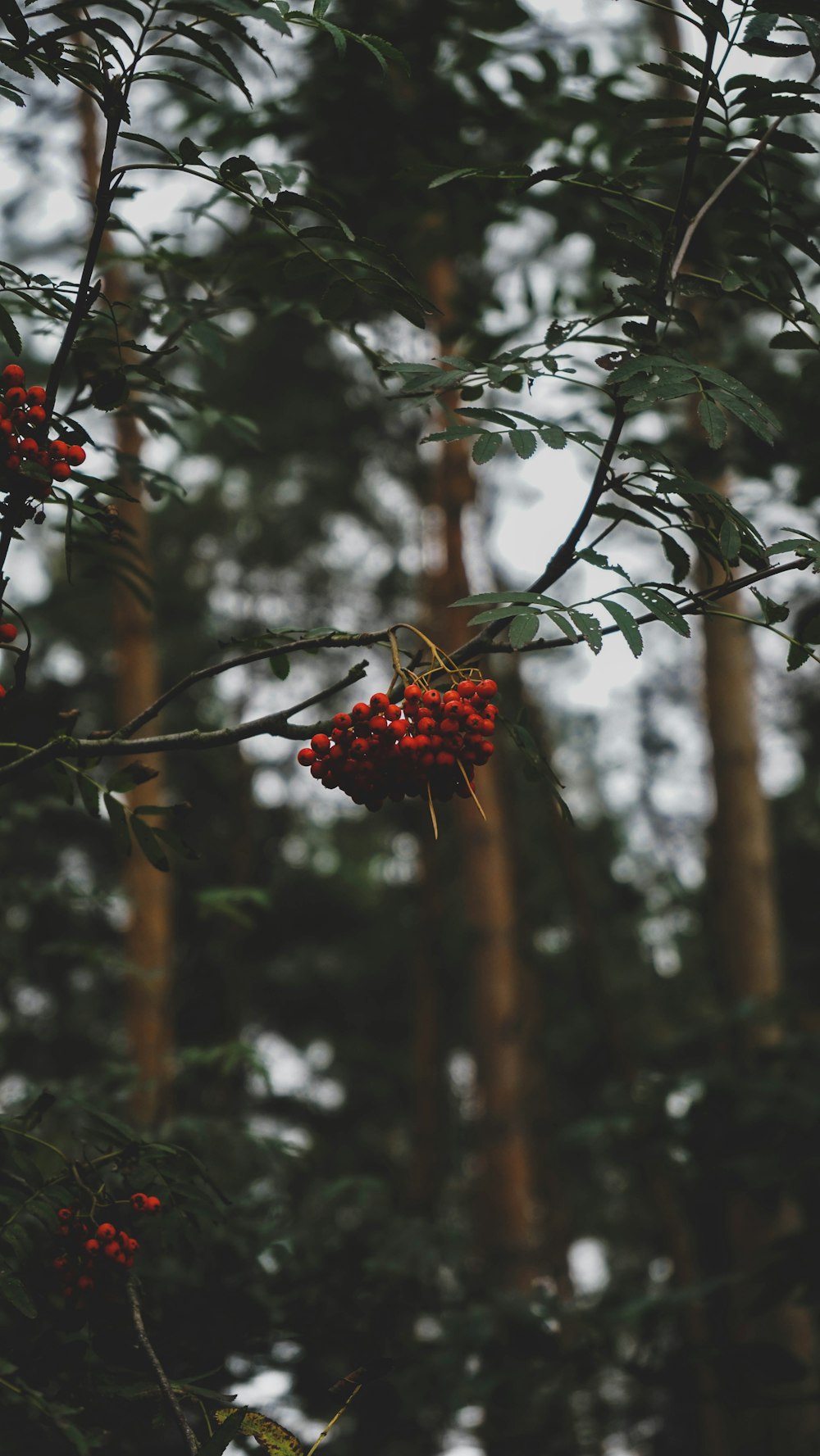 a tree with red berries