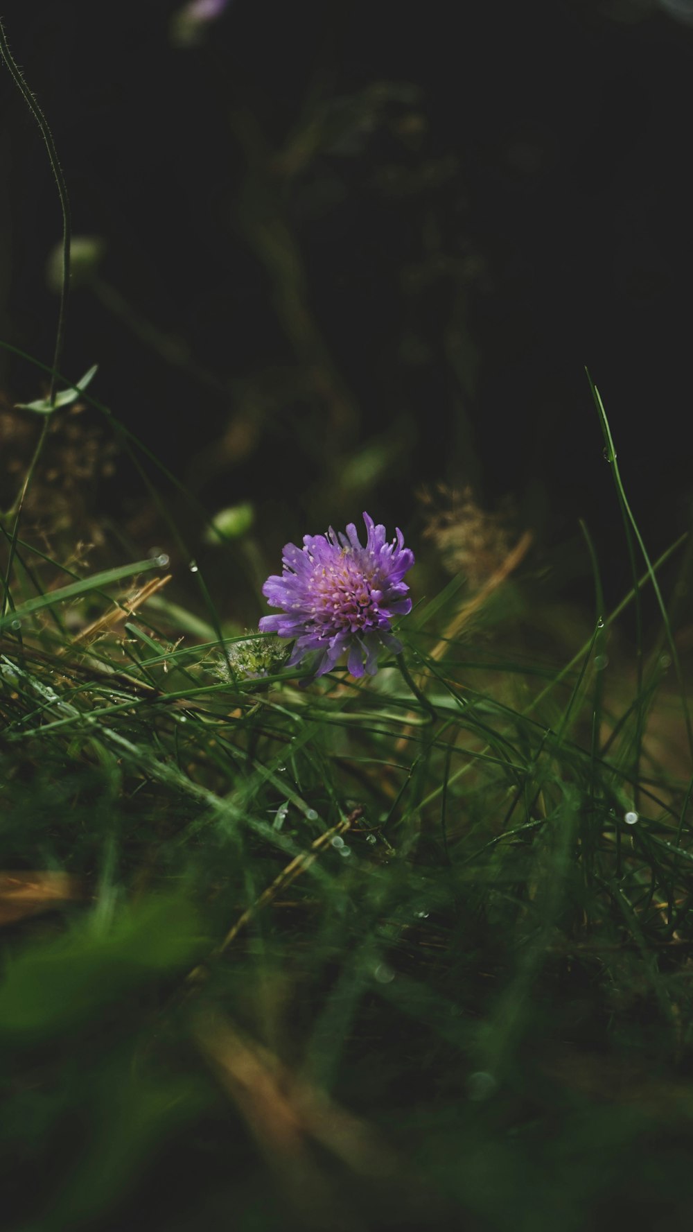 a purple flower on a plant