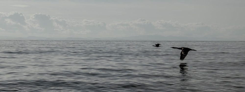 two birds flying over water