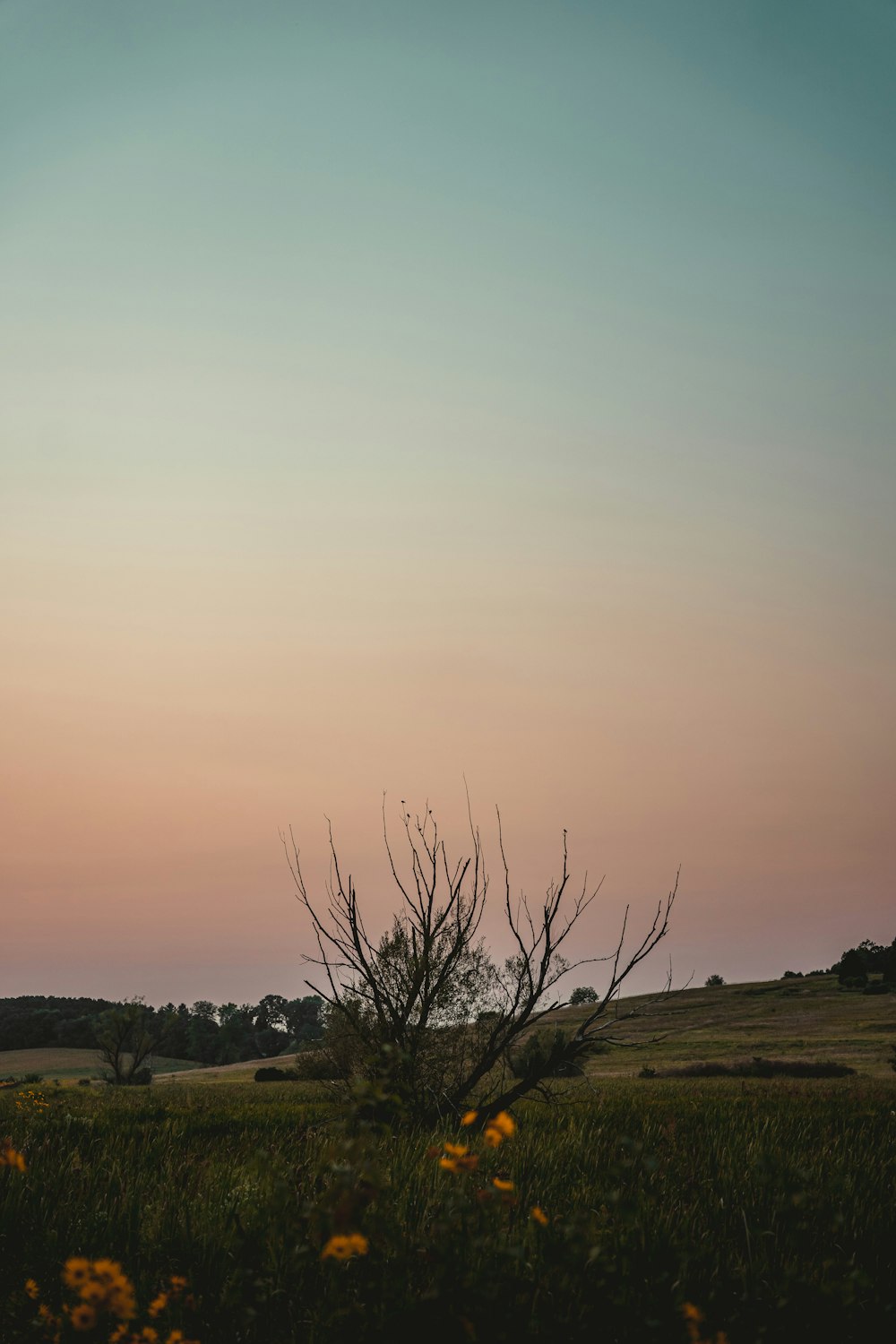 a tree in a field