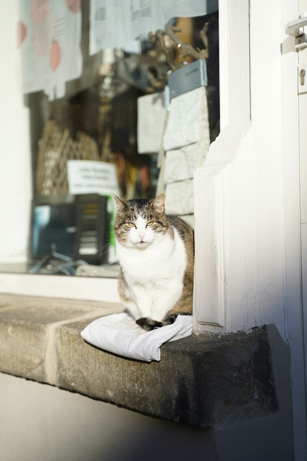 a cat sitting on a step