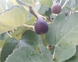 Close-up of ripe figs hanging on a healthy fig bush.