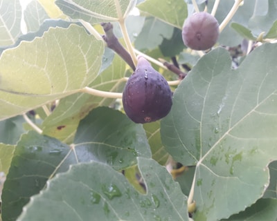 A close-up view of a fig tree branch with two ripe figs hanging among large, green leaves. The figs are deep purple and the leaves have visible water droplets on them.