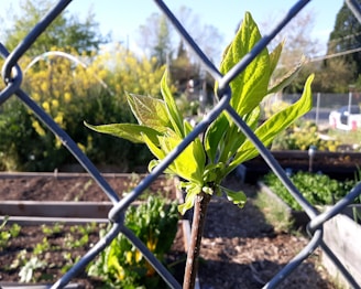Close-up of a plastic garden barrier protecting vibrant green plants on a sunny day.