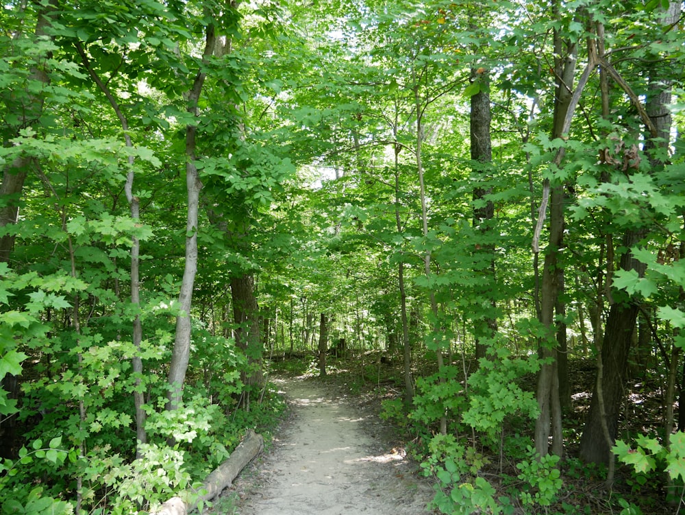 a path through a forest