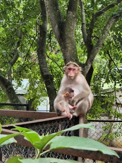 A monkey is sitting on a metal railing, cradling a baby monkey in its lap. The background is filled with lush green foliage and tree trunks, creating a natural setting. The adult monkey gazes forward while the baby monkey is nestled close and looking towards the ground.
