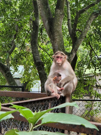 A monkey is sitting on a metal railing, cradling a baby monkey in its lap. The background is filled with lush green foliage and tree trunks, creating a natural setting. The adult monkey gazes forward while the baby monkey is nestled close and looking towards the ground.