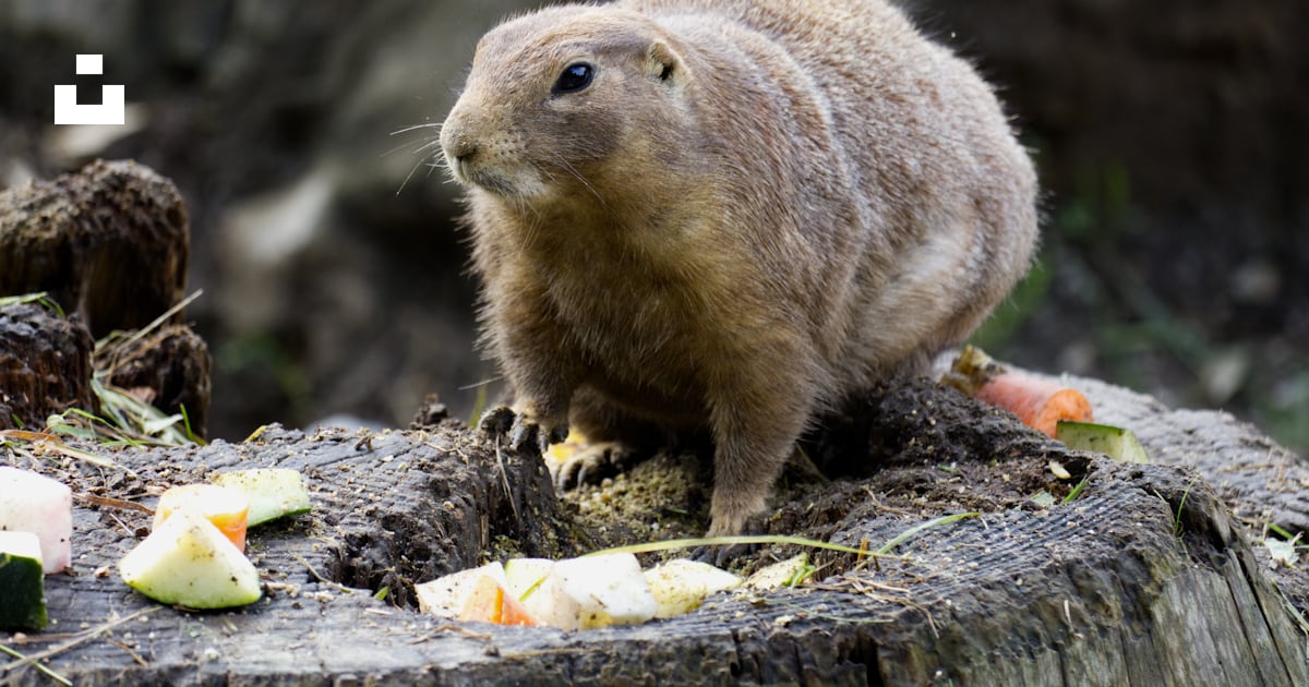 A small rodent on a log photo – Free Animal Image on Unsplash