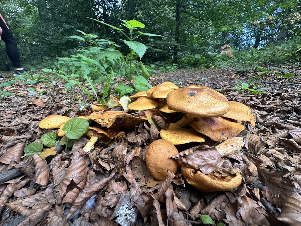 a group of mushrooms growing in the woods