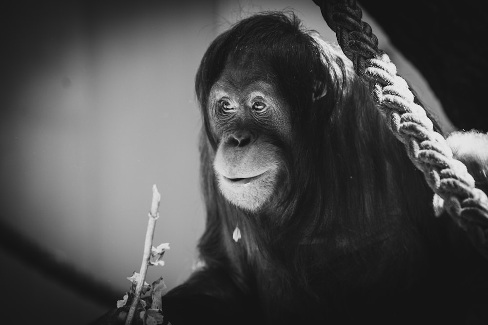 a monkey holding a flower