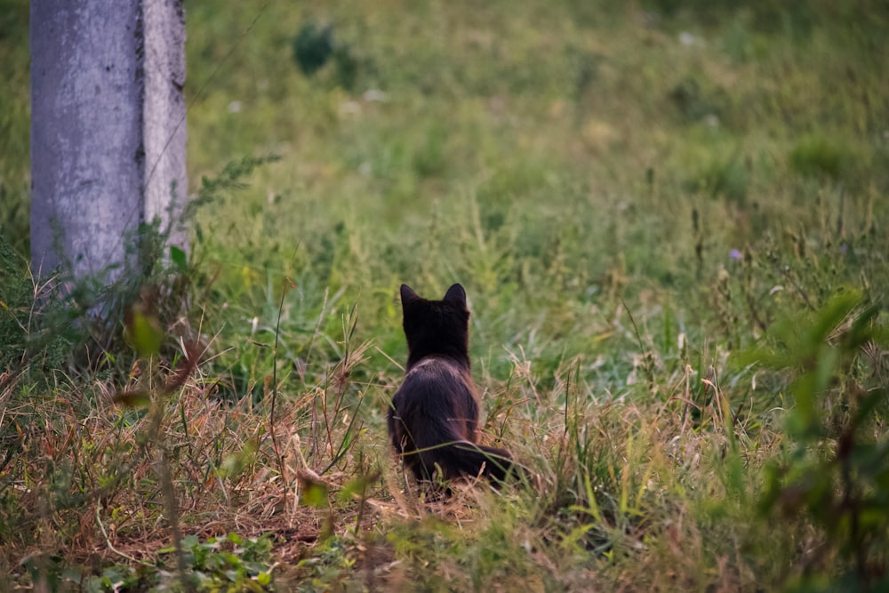 a black cat sitting in a grassy area