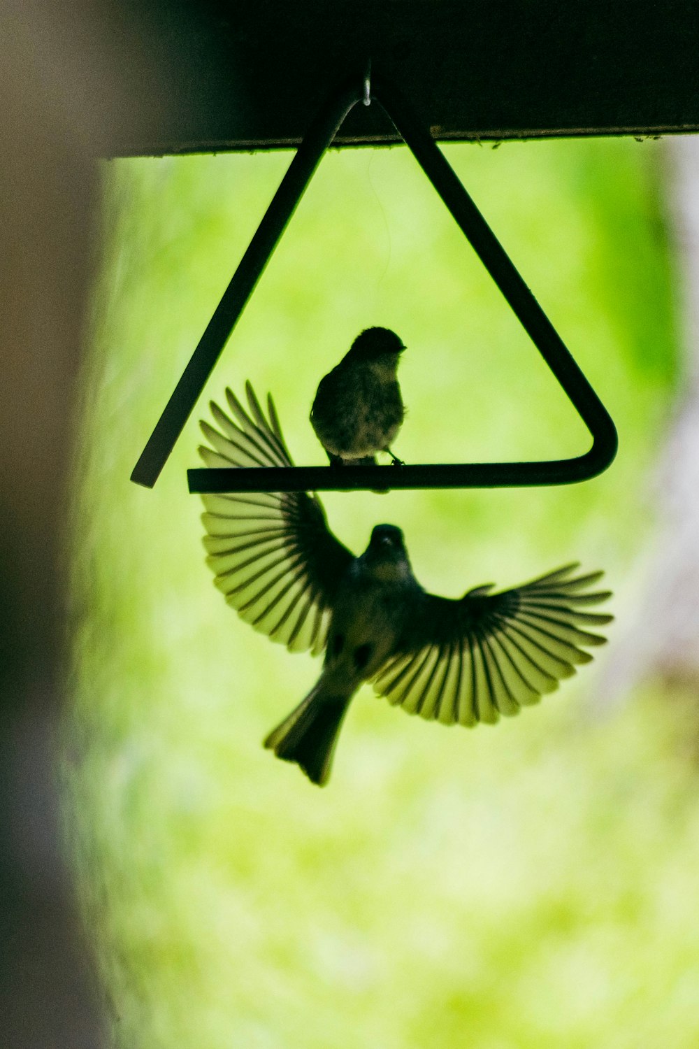 a bird sitting on a bird feeder