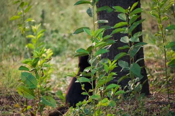 A serene scene of a professional rescuing a small wild animal in a green condominium garden.