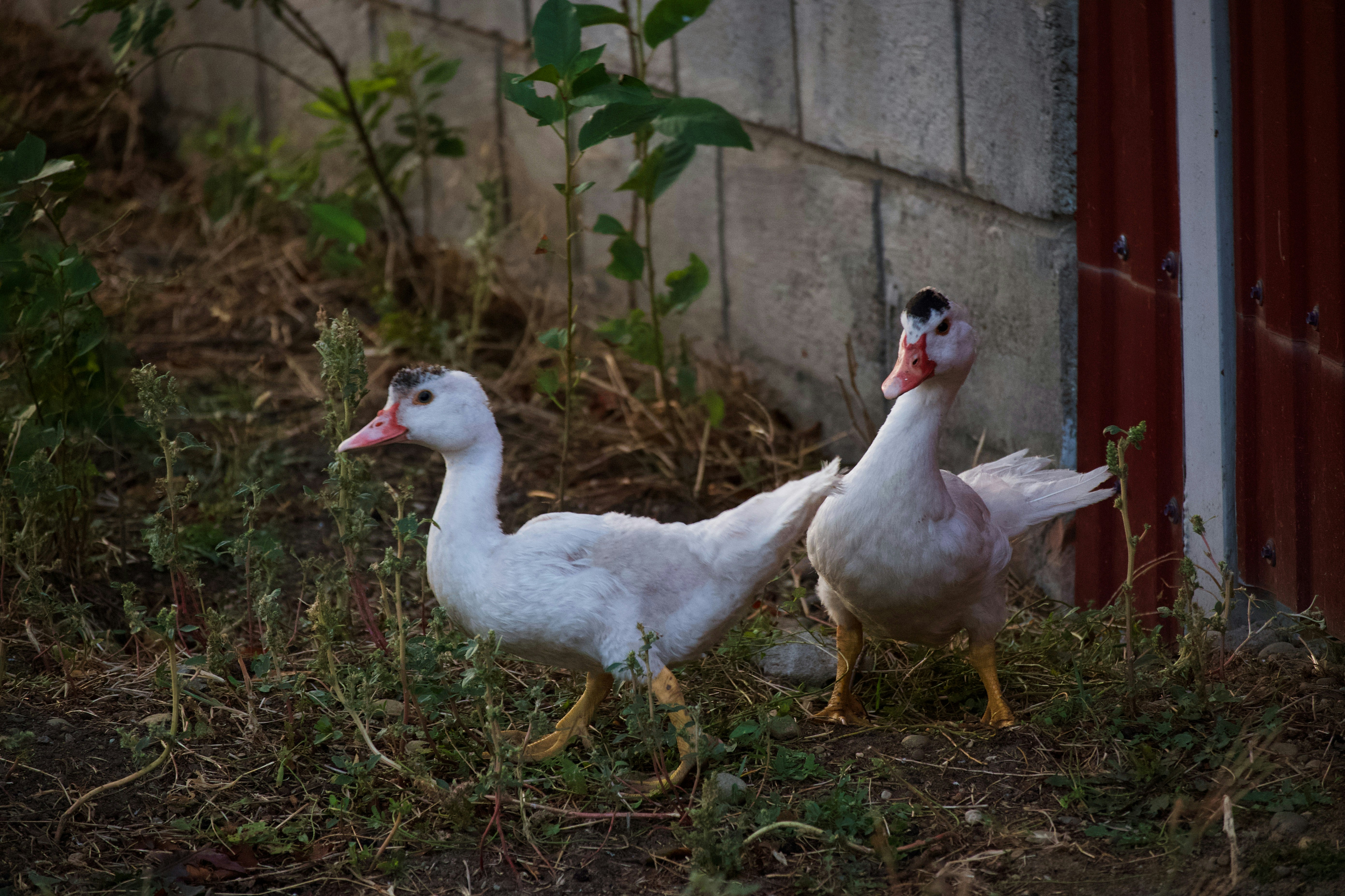 a couple of white ducks
