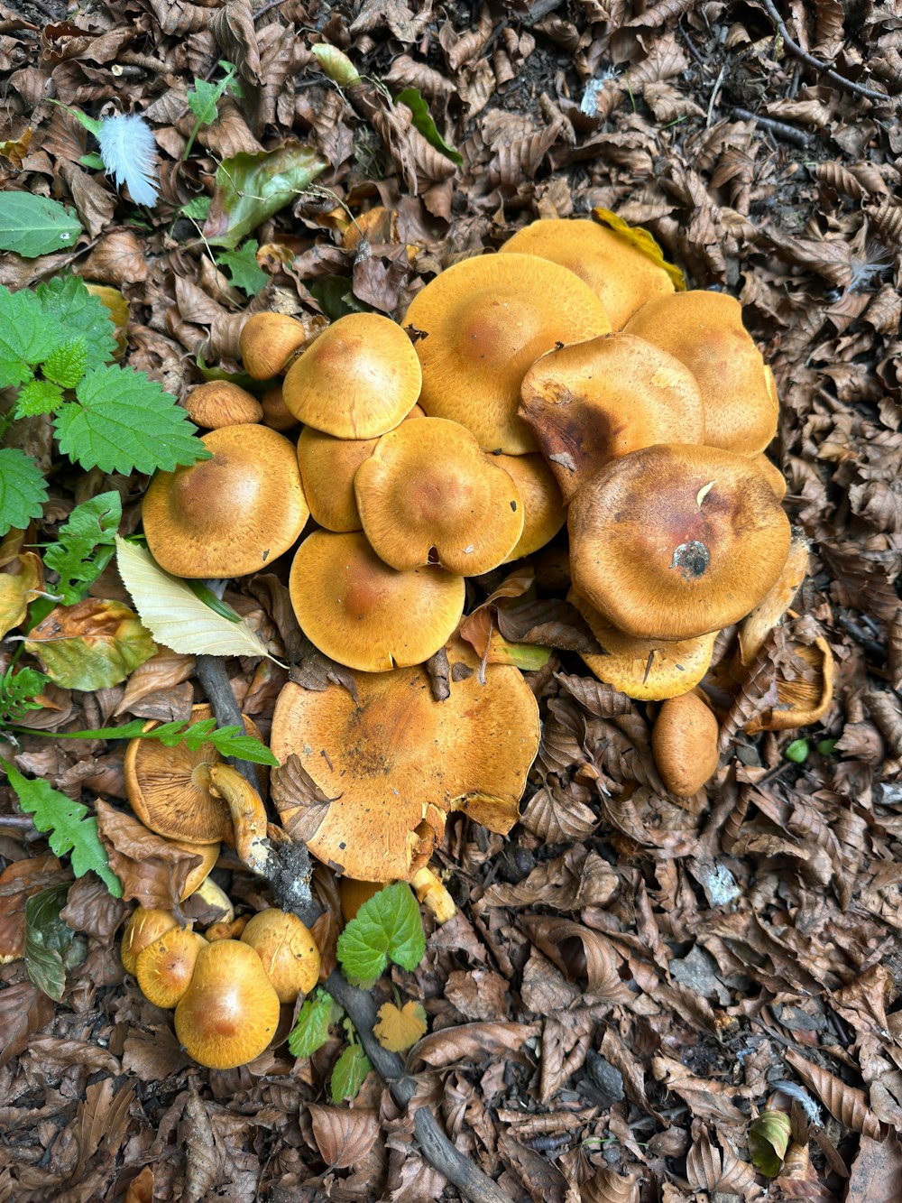 un groupe de champignons poussant dans le sol