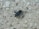 A black insect with long legs and antennae is seen on a coarse, light-colored stone surface that contains small pebbles and grains.