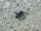 A black insect with long legs and antennae is seen on a coarse, light-colored stone surface that contains small pebbles and grains.