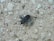 A black insect with long legs and antennae is seen on a coarse, light-colored stone surface that contains small pebbles and grains.