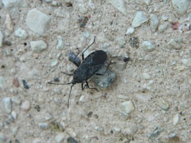 A black insect with long legs and antennae is seen on a coarse, light-colored stone surface that contains small pebbles and grains.