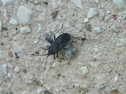 A black insect with long legs and antennae is seen on a coarse, light-colored stone surface that contains small pebbles and grains.