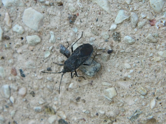 A black insect with long legs and antennae is seen on a coarse, light-colored stone surface that contains small pebbles and grains.