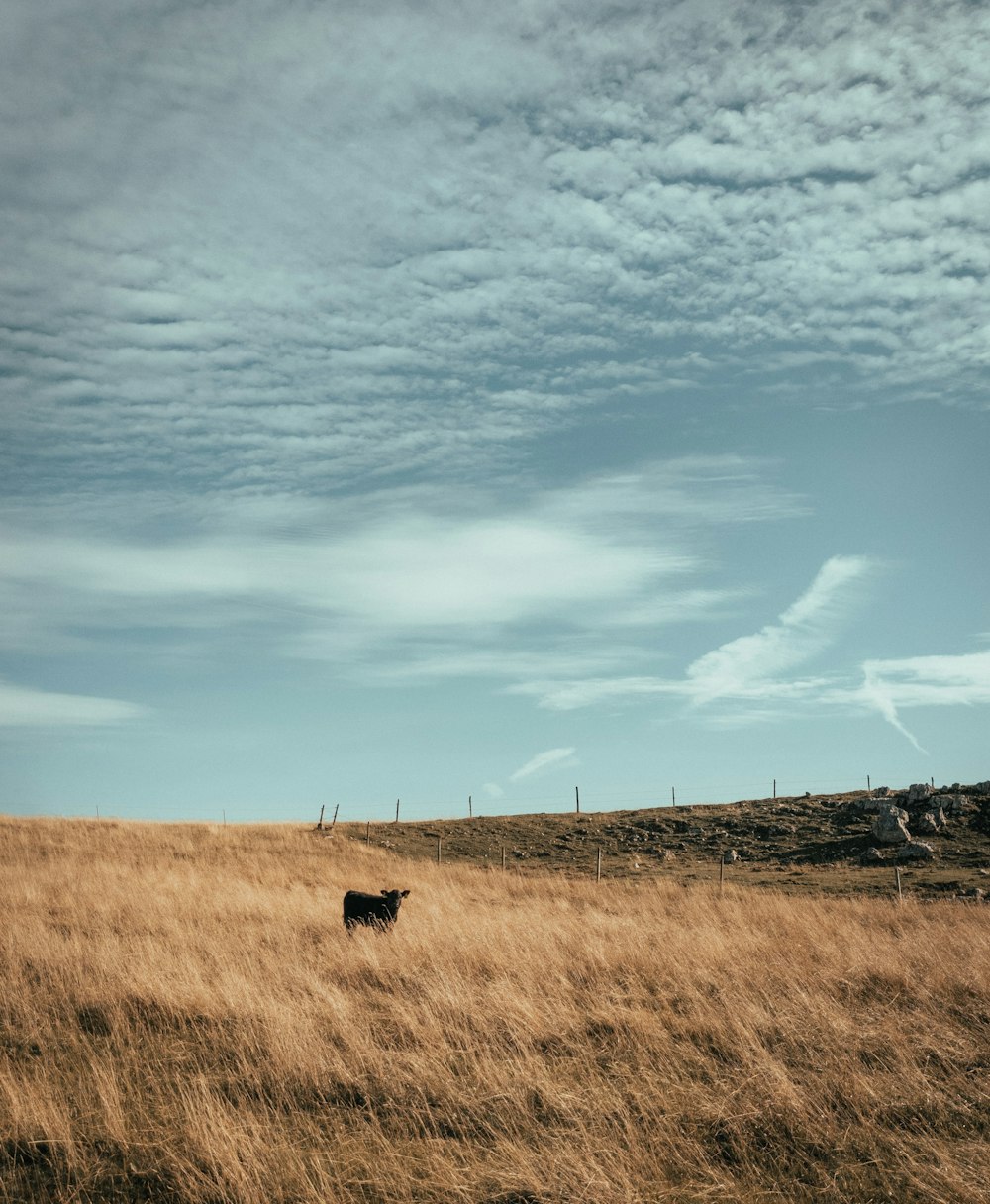 a cow in a field