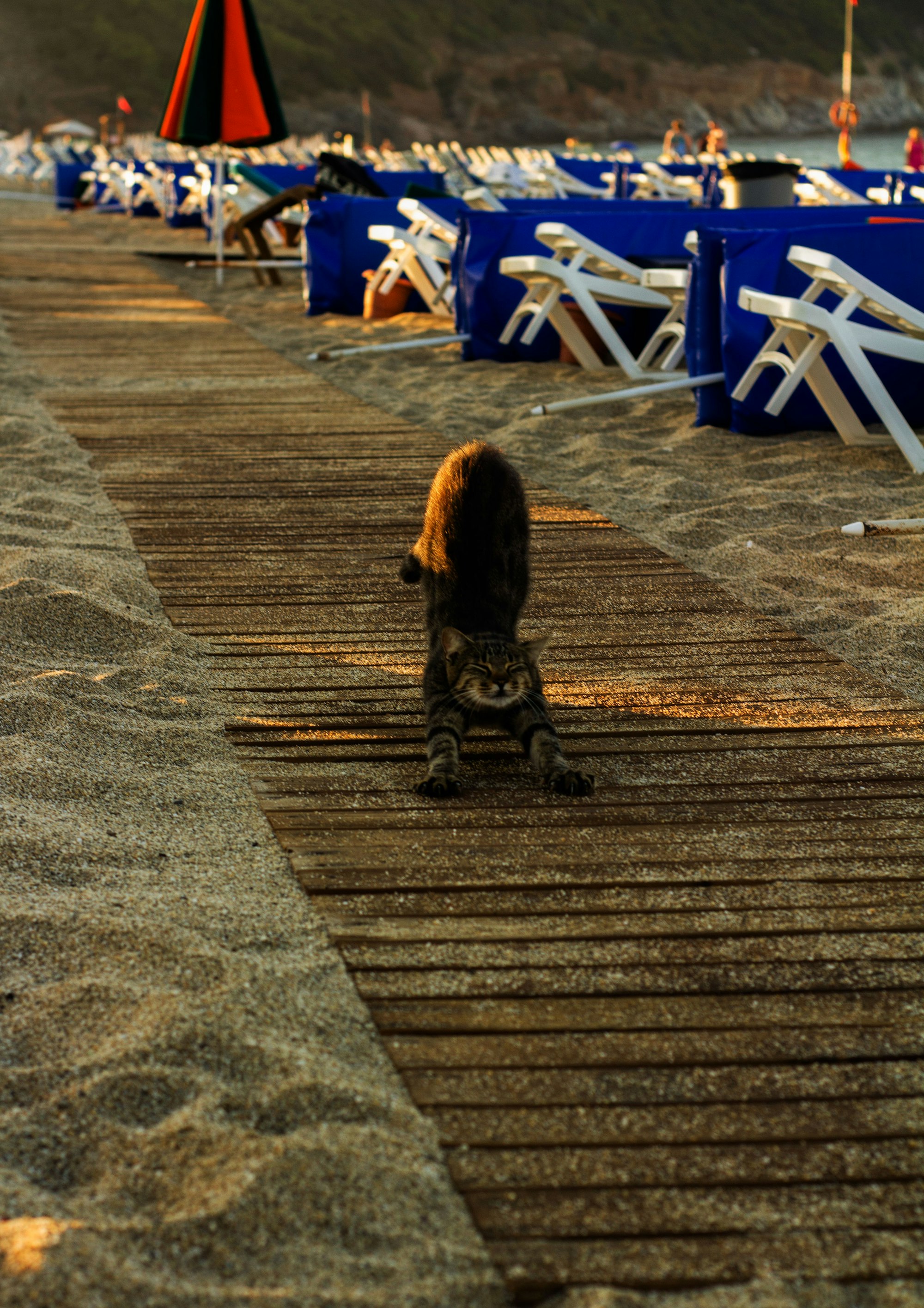 Cat stretching on the beach in Antalya, Turkey
