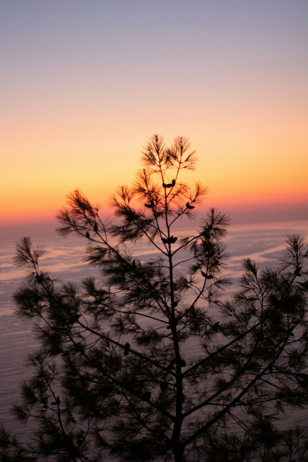 a tree with a sunset in the background