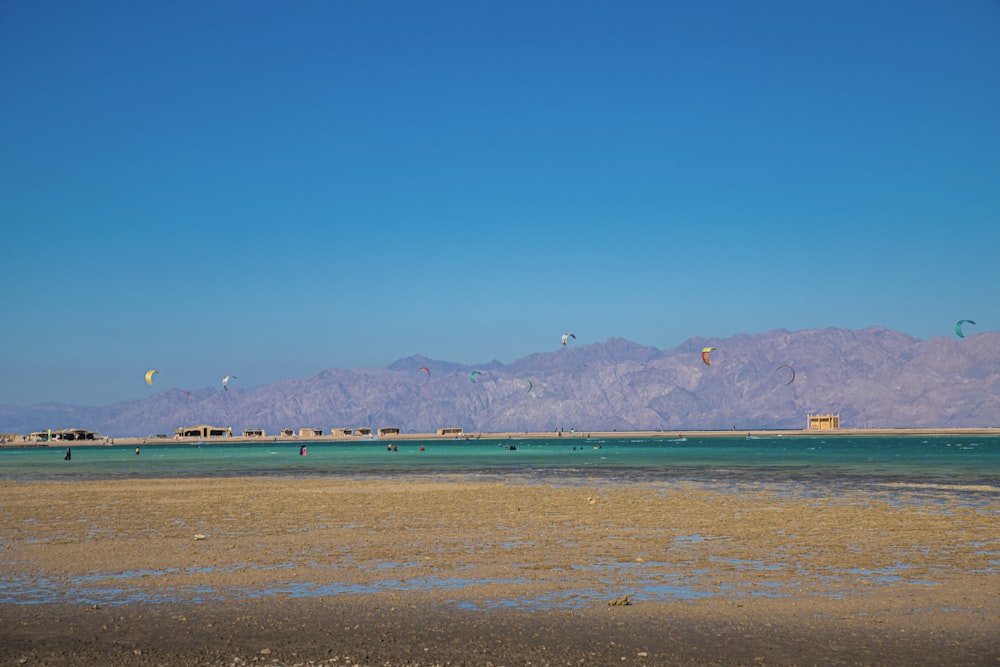 a group of people flying kites